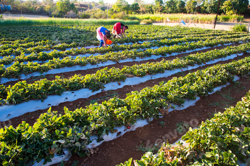 Preview: Woman harvesting strawberry, gathering strawberries on a farm, India.