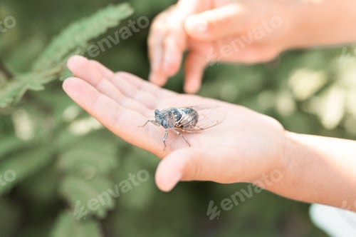 Preview: kid hand holding cicada flying chirping insect or bug or beetle. child researcher exploring animals