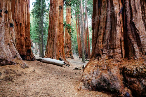 Preview: Sequoia