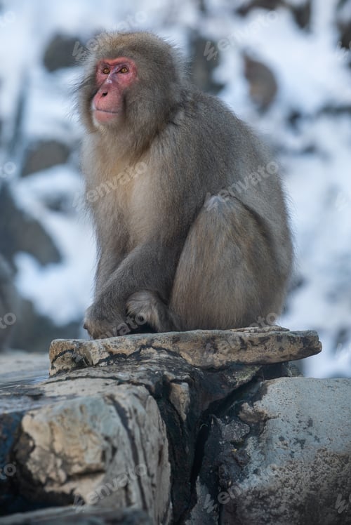 Preview: Wild monkey near a hot spring. Snow monkey on onsen Nagano. Macaca fuscata