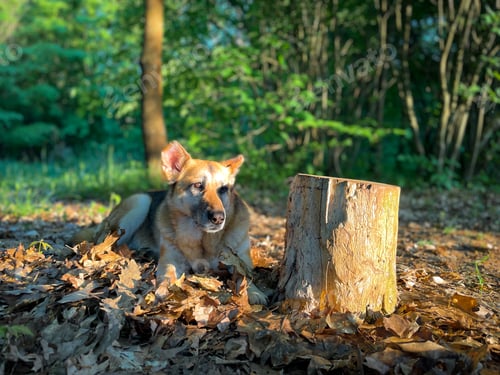 Preview: Portrait of German shepherd dog in the forest sitting down on the ground in the bright sunlight