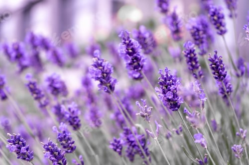Preview: Purple lavender flowers. Flower in the field. Nature background. Grow a fragrant plant in the garden