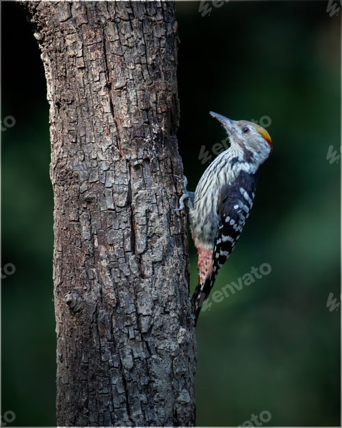 Preview: Woodpecker