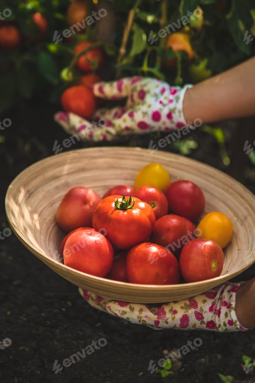 Preview: The farmer harvests tomatoes in the garden. Selective focus.
