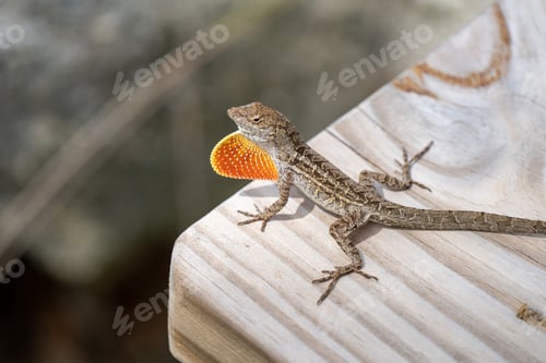 Preview: Lizard in the sun on a wooden step