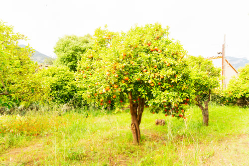Preview: Orange garden with friuts