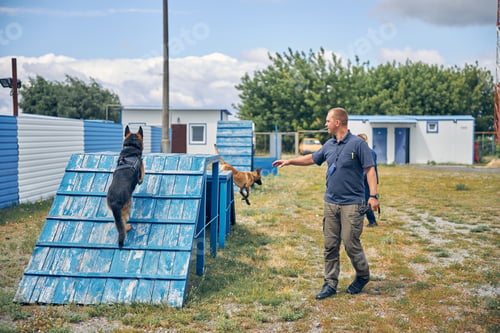 Preview: Male officer training police working dogs outdoors