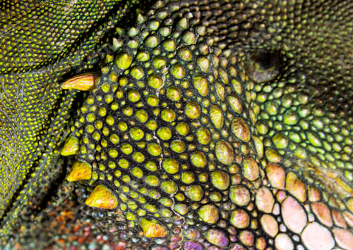 Preview: Close-up of the skin of a Chinese water dragon, Physignathus cocincinus