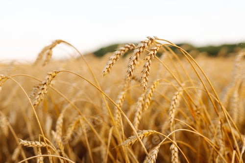 Preview: Close-up of ripe golden wheat in an agricultural field. Harvest growth. Business concept.