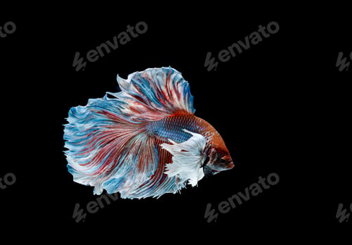Preview: Betta fish, siamese fighting fish, betta splendens isolated on black background