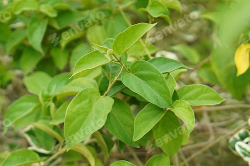 Preview: Gymnema Sylvestre Medicinal Plant Leaves. Gurmar organic Plant