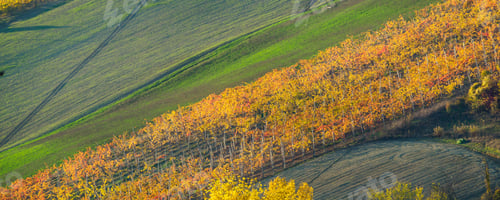 Preview: colorfull vineyards of grapevines, Arda valley during autumn season, Italy, Emilia Romagna
