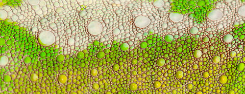 Preview: Close-up of Four-horned Chameleon skin, Chamaeleo quadricornis