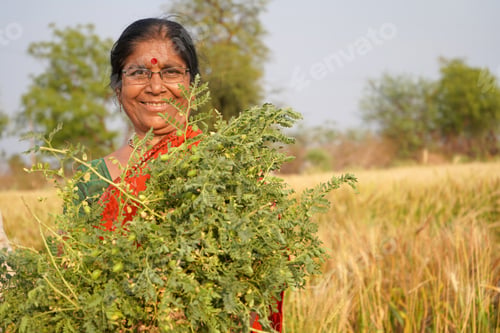 Preview: Rural Indian women in the field, Maharashtra, India.