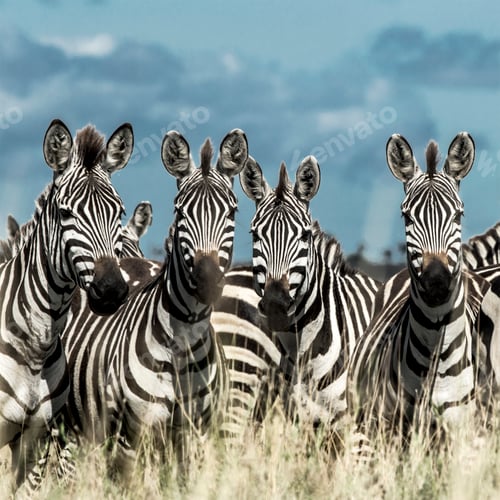Preview: Herd of zebra in the wild savannah, Serengeti, Africa