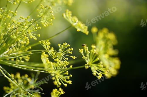 Preview: Dill heads