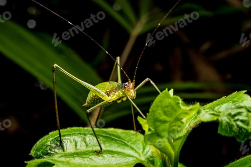 Preview: Close up of Grasshopper on green leaves.