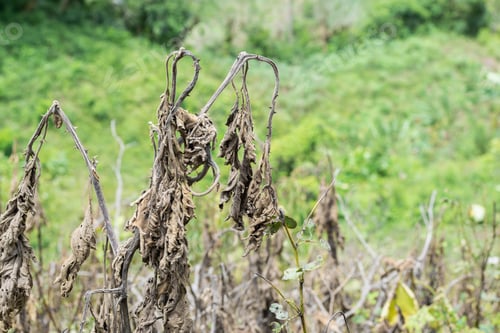 Preview: Solanum quitoense, lulo plant dried or killed by high heat temperature, in the middle of a pasture