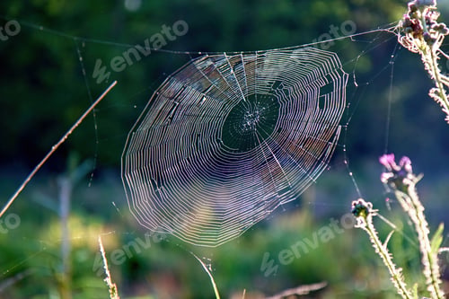 Preview: Close-up of a spider web glistening in the sunlight