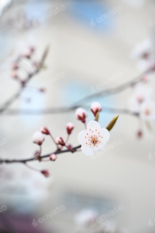 Vista previa: Beautiful spring flowers in Canada