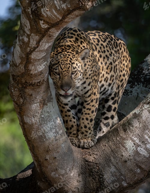 Preview: Jaguar hunting in Brazil