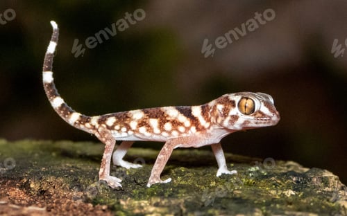 Preview: Close-up shot of a gecko on a mossy log