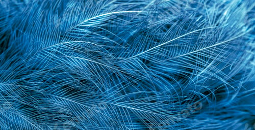 Preview: blue hawk feathers with visible detail. background or texture