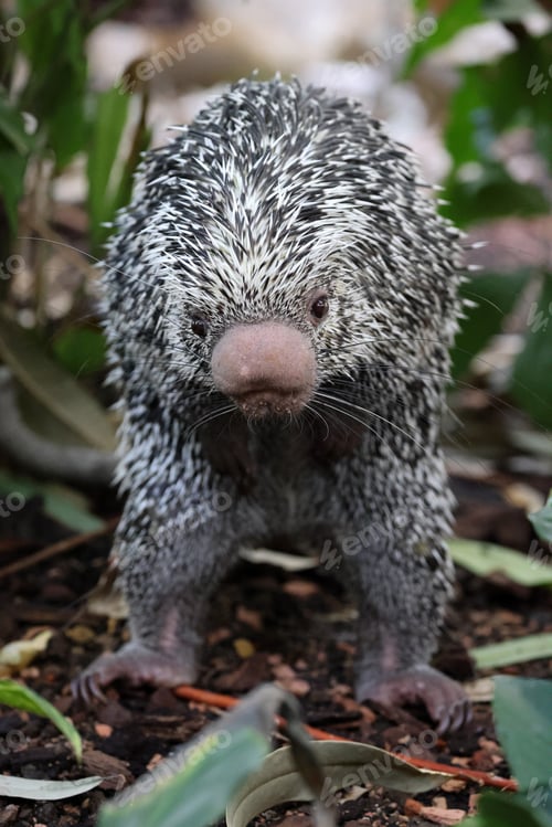 Preview: Brazilian porcupine searching for food on ground, Coendou prehensilis