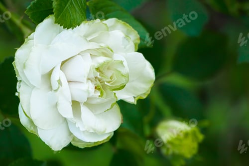 Preview: White rose close-up. Delicate flower in garden. Summer natural background.