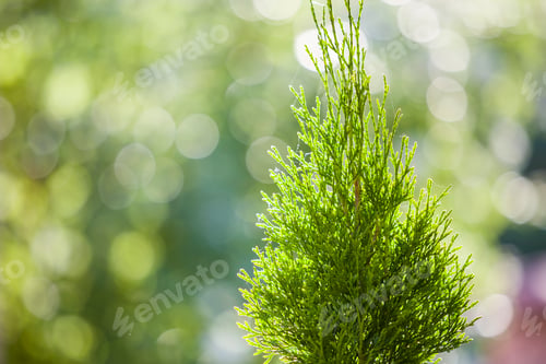 Preview: Closeup of green christmas leaves of thuja tree on green bokeh background. Twig of occidentalis