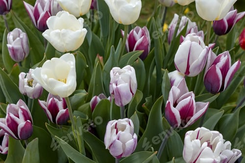 Preview: Springtime Purple and White Tulips