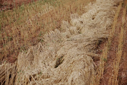 Preview: field rye countryside crop farm nature organic