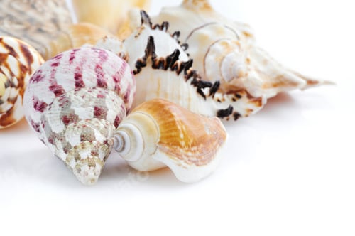 Preview: Sea shells on white background