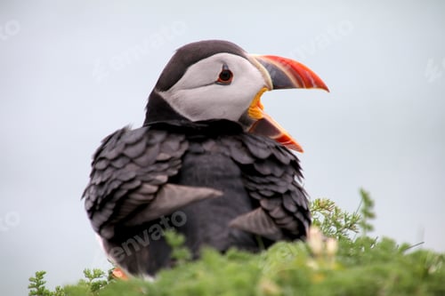 Preview: Puffin