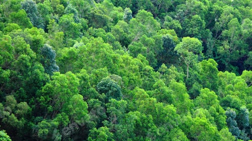 Preview: Green forest on moutain