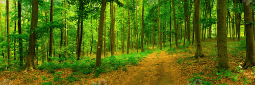 Preview: Spring forest