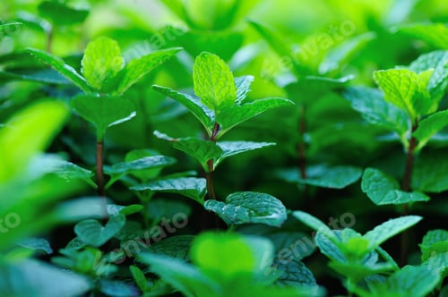 Lush Green Mint Plant Growing in Garden