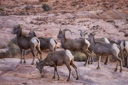 Preview: A family of female Desert Bighorn Sheep in Valley of Fire State Park