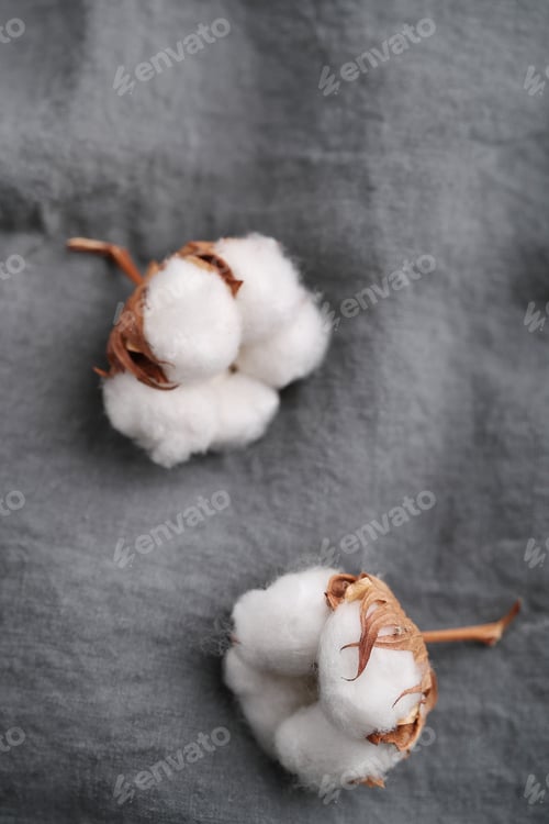 Preview: Cotton flower