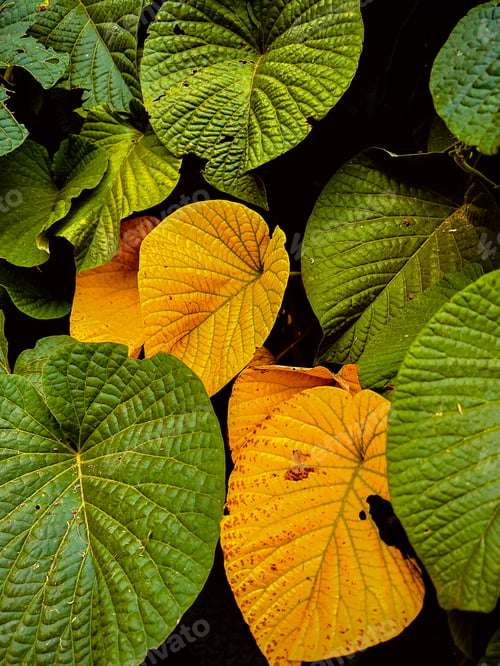 Preview: Green Leaves plants vegetations farm details symmetry Kenya East Africa