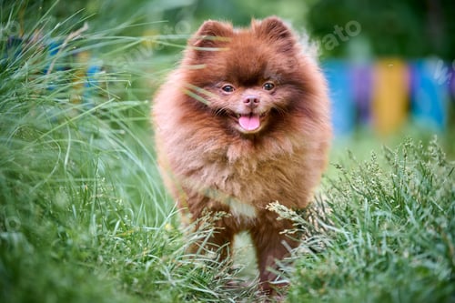 Preview: playful pomeranian spitz in lush green garden