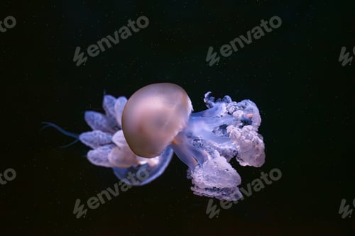 Preview: Marble jellyfish, Lychnorhiza lucerna or fried egg jellyfish swim in blue aquarium water