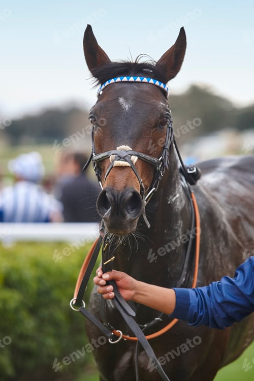 Preview: Race horse and jockey after the race. Paddock area. Vertical