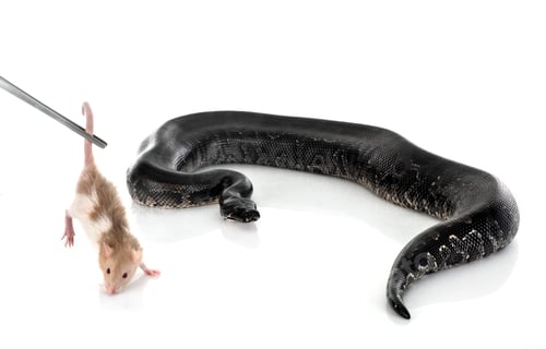 Preview: python black curtus