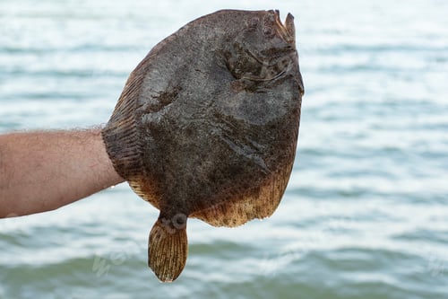 Preview: Man holding flatfish on his hand. Sea on background. Fishing concept.