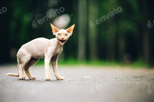Preview: Curious Funny Cute Beautiful Playful Devon Rex Cat Looking At Camera. Emotion Of Cats. Amazing Happy