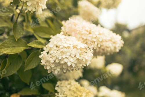 Preview: closeup hydrangea. Beautiful natural background with delicate white hydrangea flowers in landscape