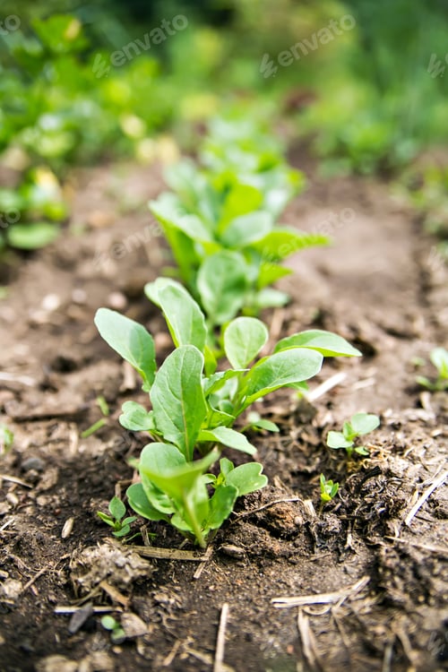 Preview: Rucola in the garden