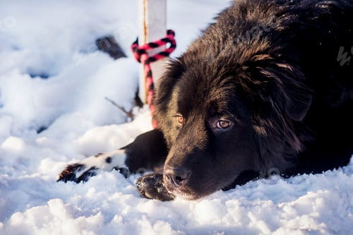 Preview: Big black dog laying in the snow