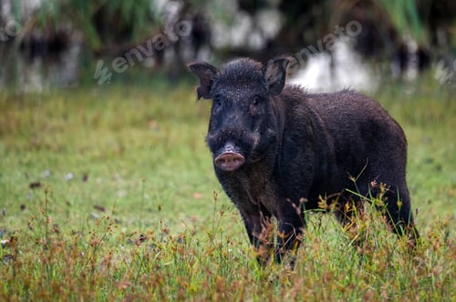 Preview: Wild Indian boar or Sus scrofa cristatus